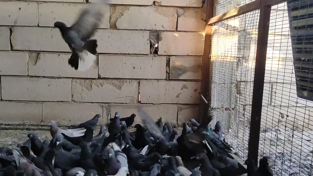 بدوات الروس ونواعها عند مخاليف السنة