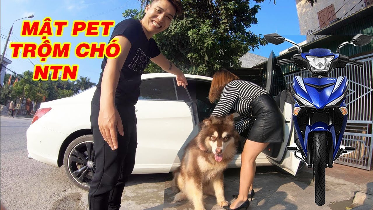 Mật vào nhà NTN Vlog thử bắt trộm Gấu mang về Hà Nội - Mật Pet Family