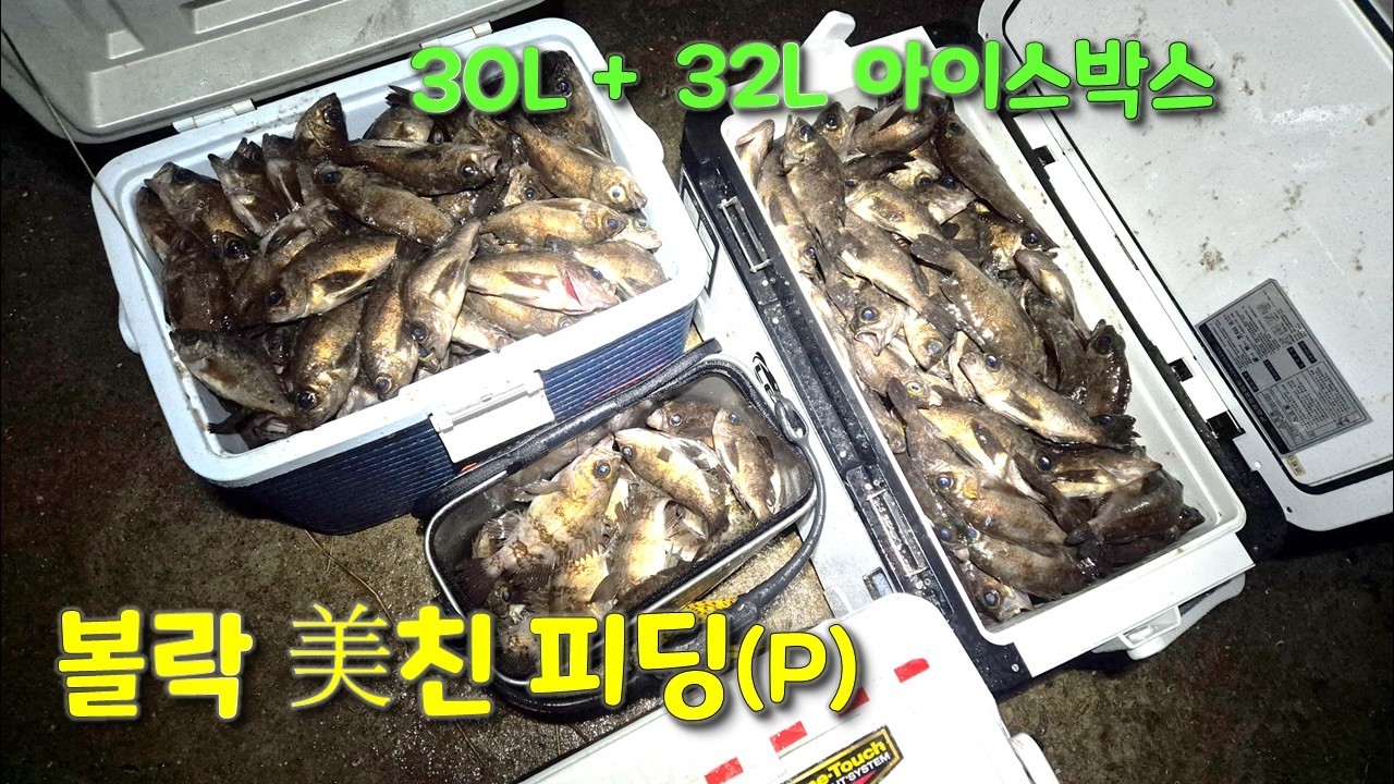 볼락 입질이 멈추지를 않아요... (방파제 볼락 루어)
