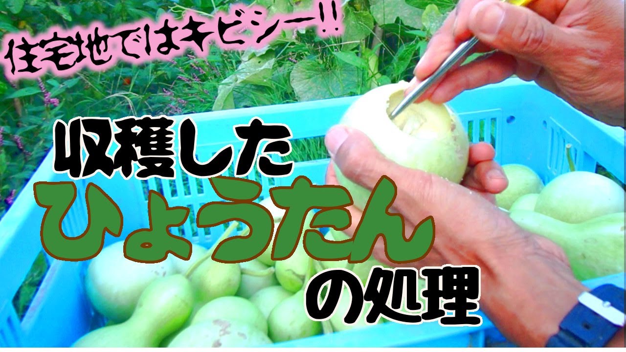 ひょうたんを収穫して処理【自給生活北海道ぐるりの暮らし】