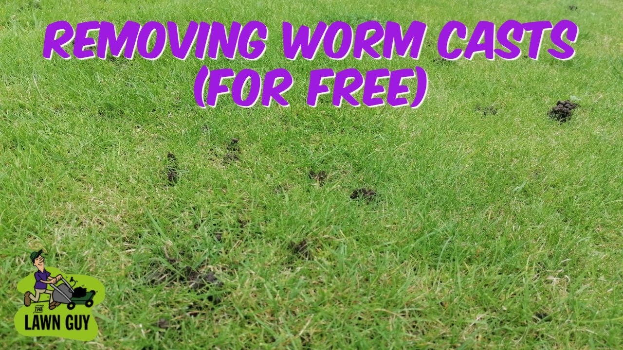 HOW TO REMOVE WORM CASTS (For Free)