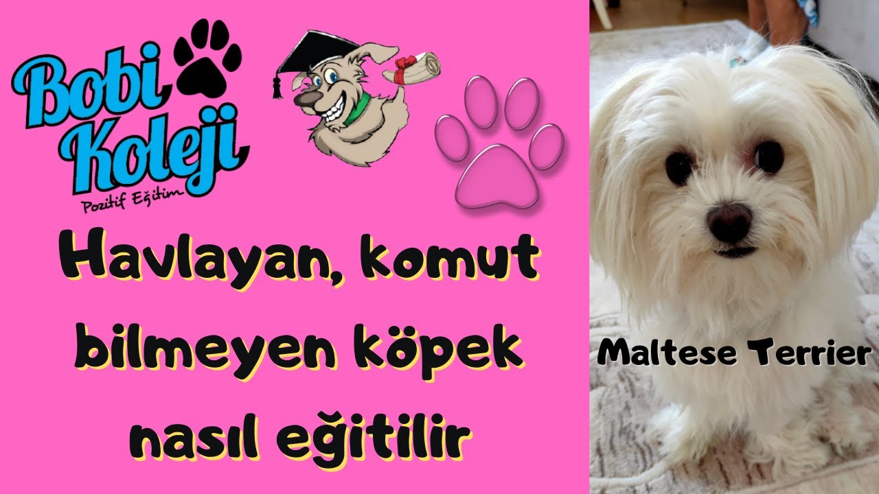 Maltese Terrier köpek eğitimi. Evde köpek eğitimi ile harika sonuç.
