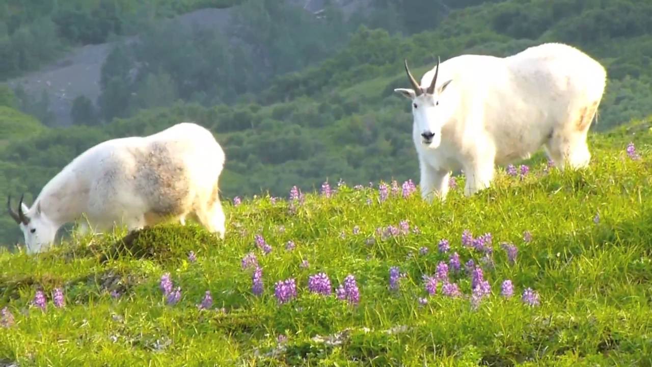 Hiking across Kodiak Island: Old Harbor to Larsen Bay