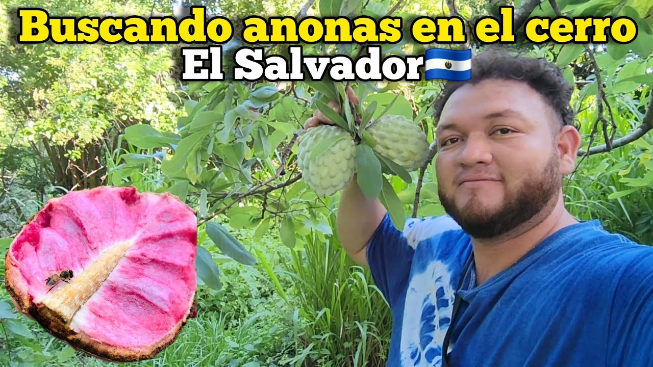 🔴😱MILES de ANONAS EN EL CERRO!  GRATISSSS!!!