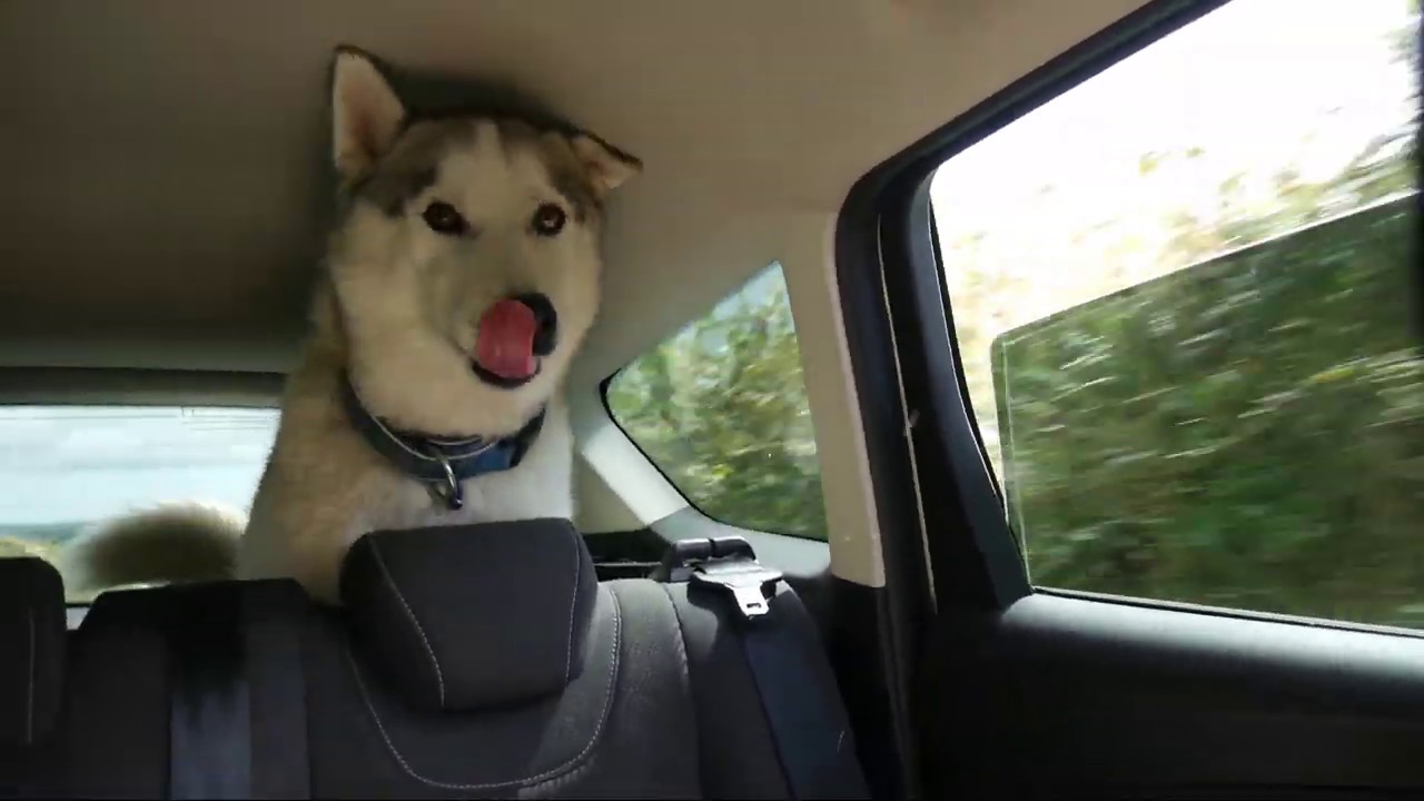 Hellooo ..Nephew Nook, excited,  Off on a playdate ....