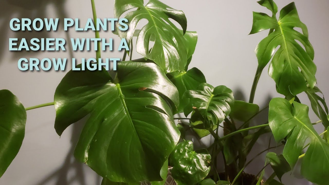 How to Grow Your Monstera| Grow light for indoor plants