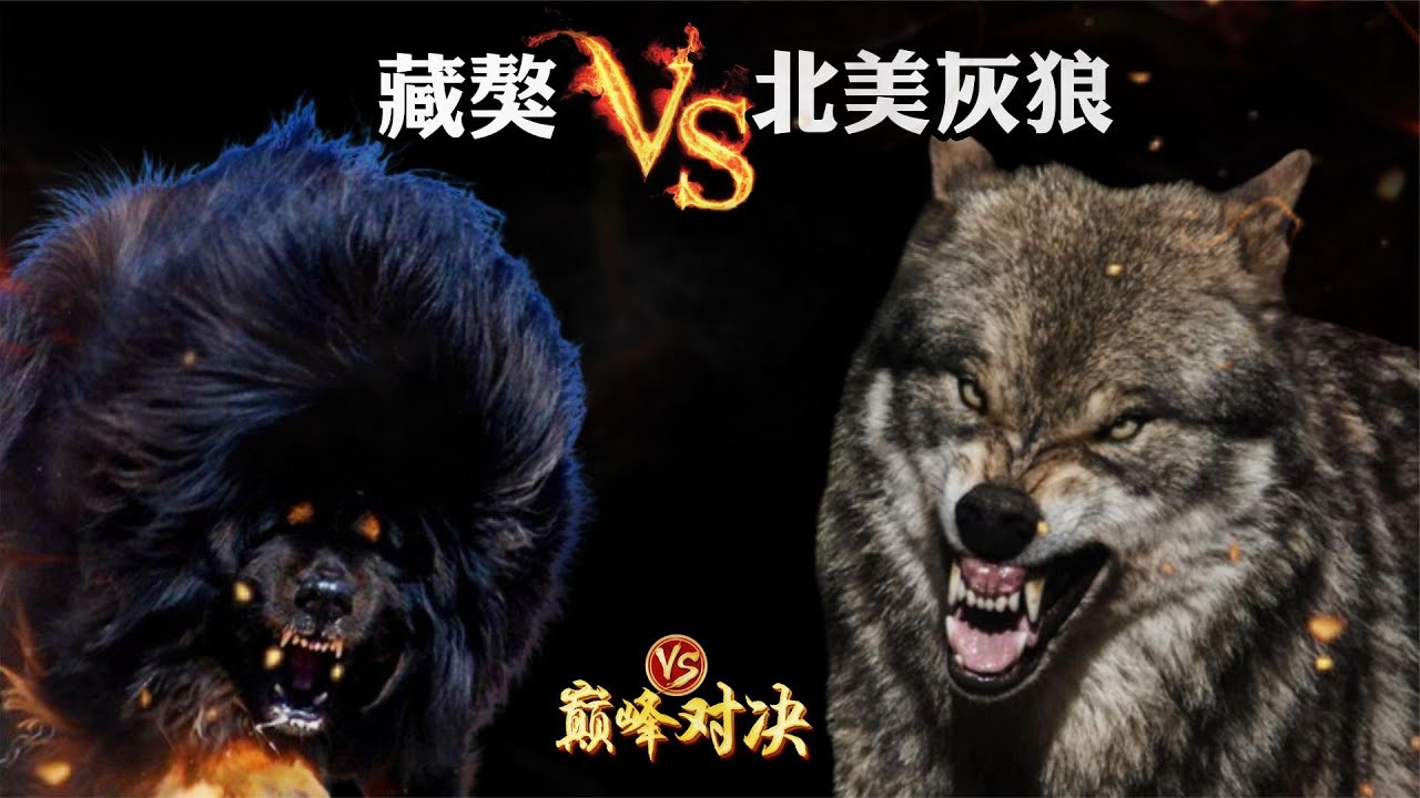 藏獒vs北美灰狼，你真以为&ldquo;纯种獒王&rdquo;就能打赢野狼？