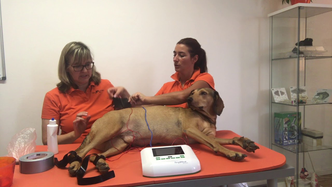 AMPLIMOVE animal