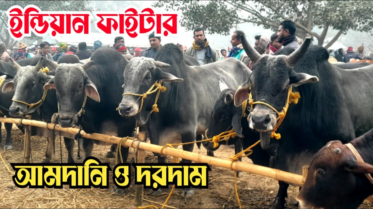 @ ১লা জানুয়ারি।। ইন্ডিয়ান ফাইটার গরুর আমদানি ও দরদাম বড়বাড়ির হাটে  #গ্রাম_বাংলার_হাট_বাজার