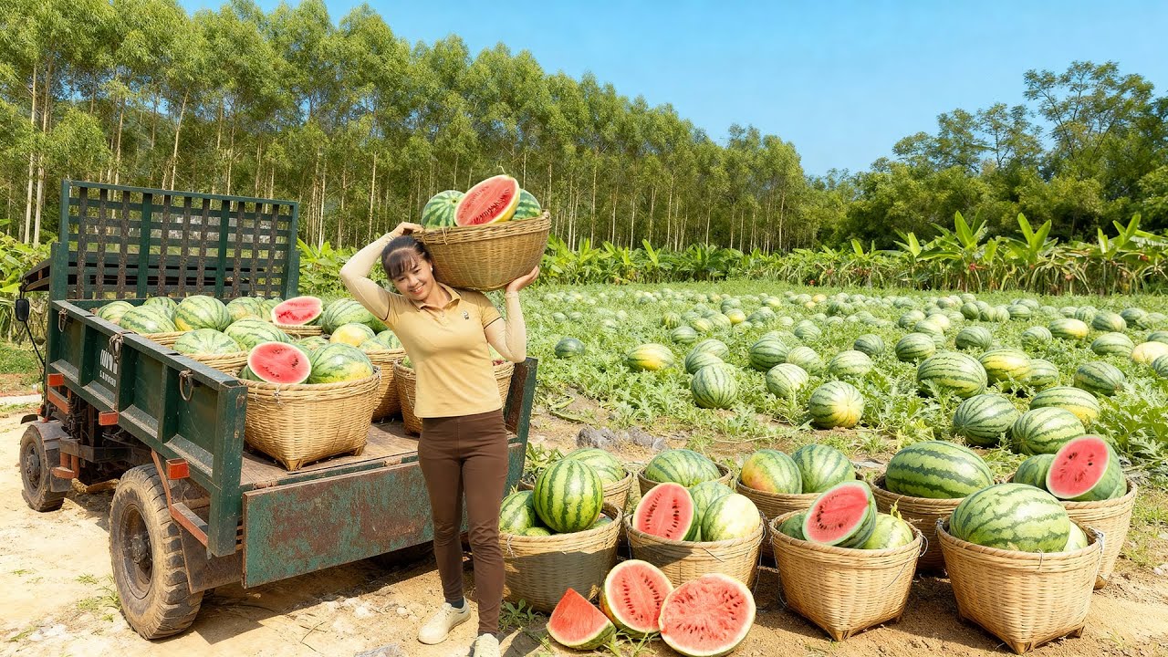 Harvesting Giant Watermelon & Honeydew Melon , Use 3-Wheeled Truck Transport Go To Market Sell