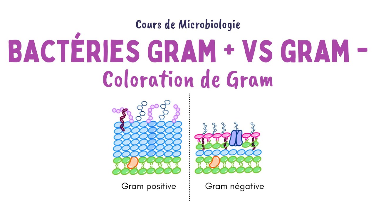 BACTÉRIES À GRAM POSITIF ET À GRAM NEGATIF : Différences et Principe de la coloration de Gram