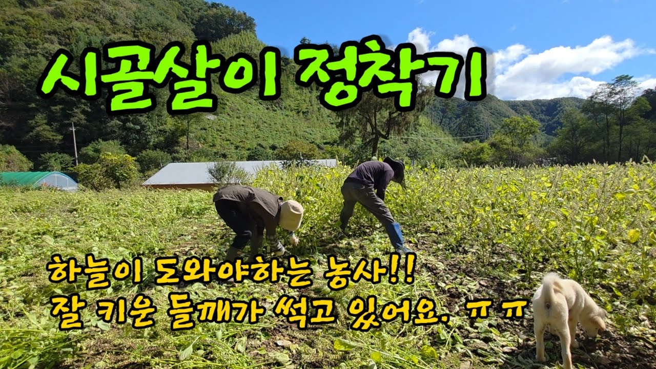 비만오면 한숨 ㅣ들깨베기ㅣ땅콩캐기 ㅣ늙은호박따기 ㅣ알타리김치담그기ㅣ처음이용한 당근마켓 ㅣ텃밭정리