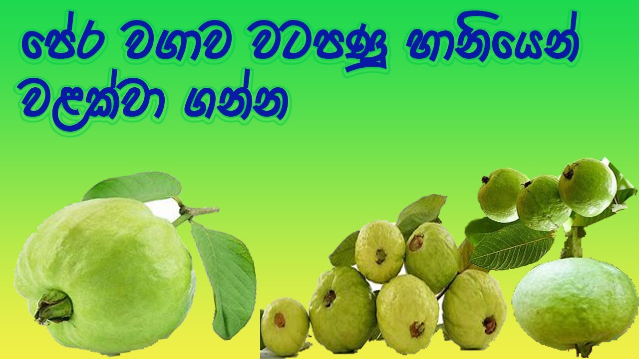 පේර වගාව|ඇපල් පේර වගාව වට පණු හානියෙන් වළක්වා ගමු| Reduce the effect of root-knot nematodes attack
