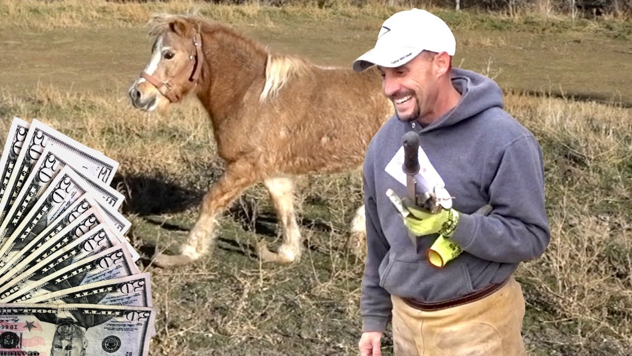 Tipping Farrier $500 For Rescuing Pony