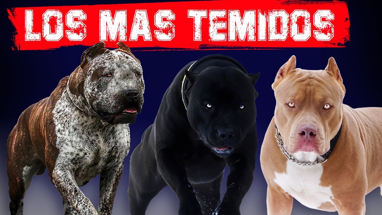 😨 Los 10 Perros mas Temibles del Mundo