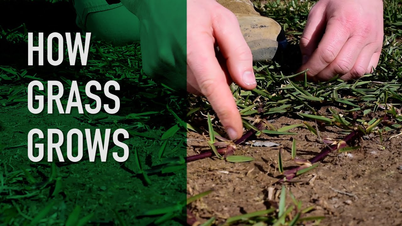 How does grass grow? Why is it green?