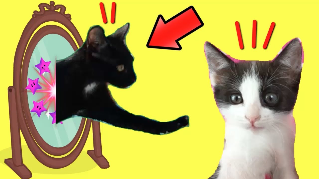 Espejo mágico para mis gatitos bebés Luna y Estrella / Funny Cats vs Magic Mirror