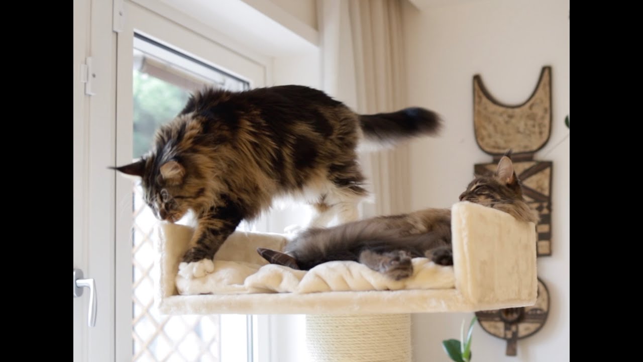 Maine Coon: RHR Quality Royalty XXL cat tree
