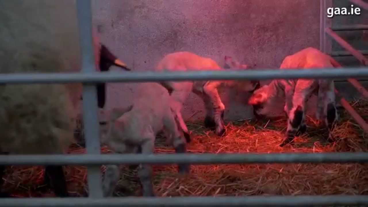 Connacht GAA's Champions for Change