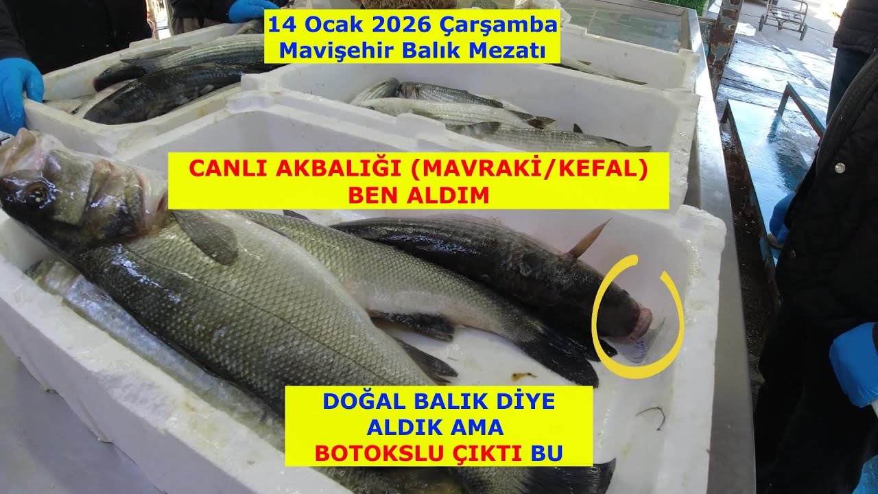 BUGÜN CANLI AK BALIĞI (MAVRAKİ) BEN ALDIM.  PİLAKİSİ GÜZEL OLMAZ MI? 14 Ocak 2026 Çarşamba.