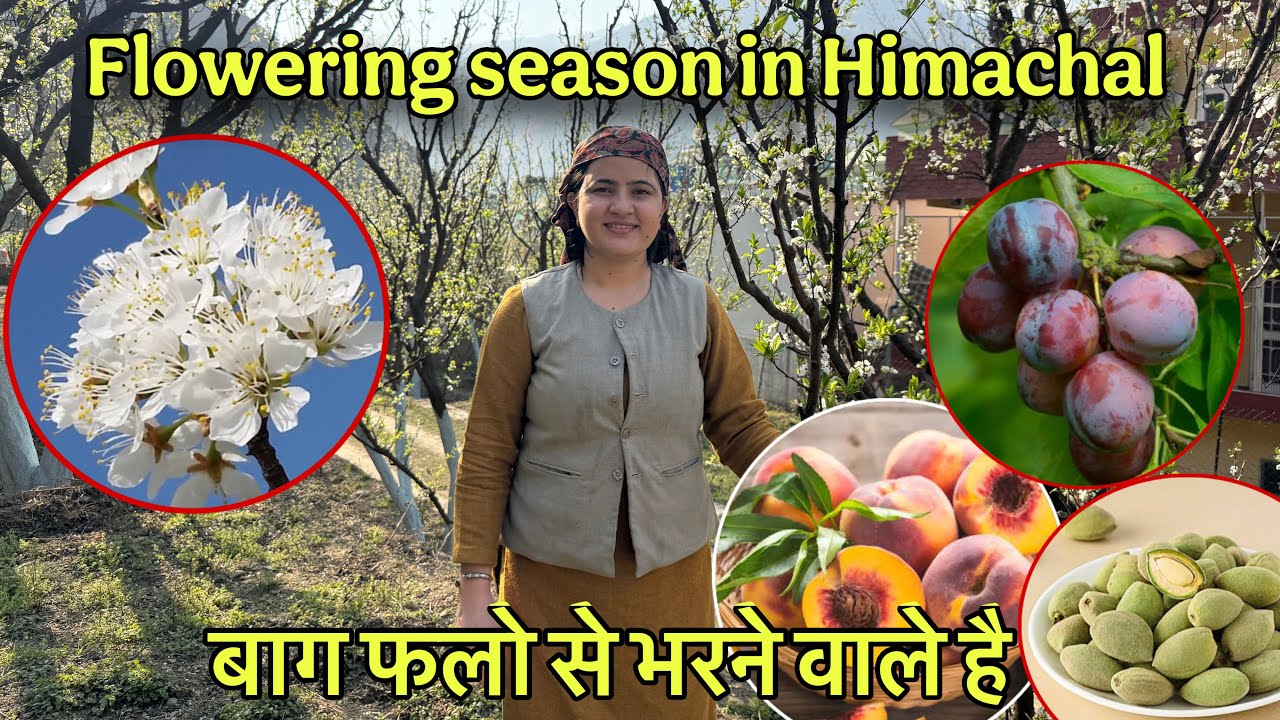 पहाड़ो में होने वाली है फलो की भरमार || फलो के पेड़ो में flowering season हो गया है शुरू || एलवीएस