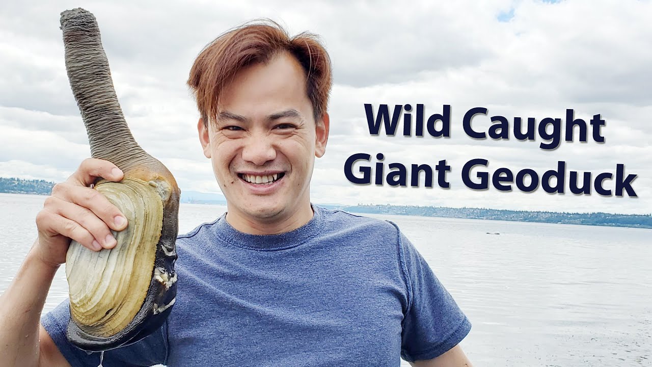 Digging Geoduck on Vashon Island | Recreational Shellfish Harvesting in Puget Sound | Tri Nguyen