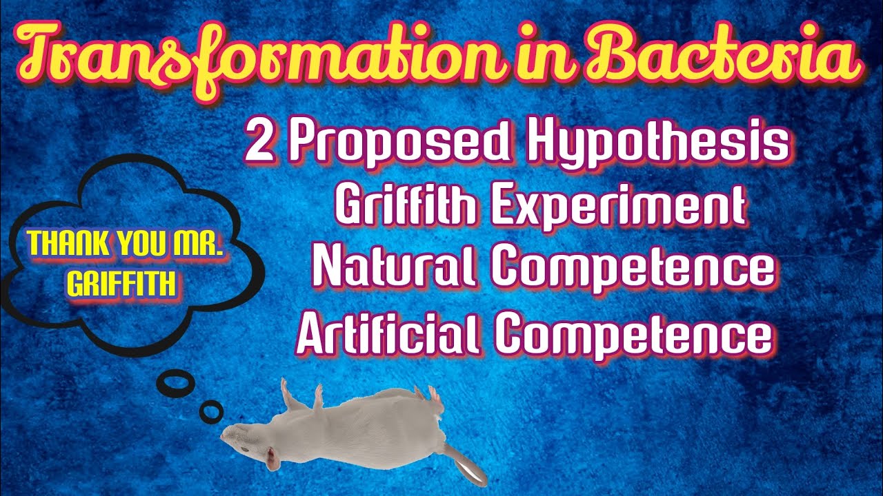Transformation in bacteria || Griffith Experiment || natural and artificial Competence