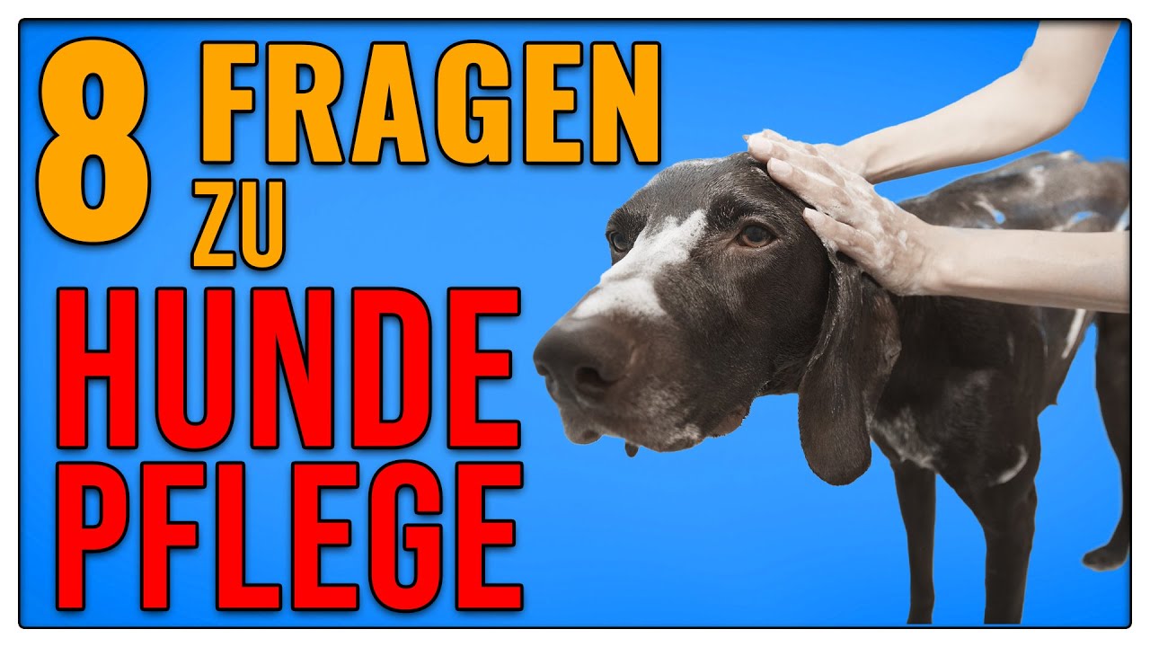 Hunde Pflege richtig gemacht - Tipps vom Hundetrainer - Frag Dirk - TGH 350