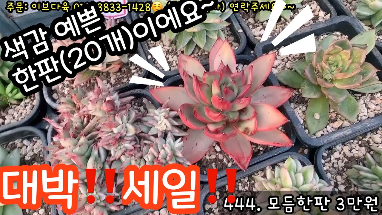 (2월6일) 색감좋고 수량좋고 가격좋고👍👍 특가잡으세요‼️ #이브다육 #모듬세일 #한판 