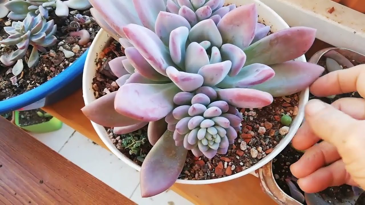graptoveria opalina yapraktan nasıl büyür🌱nasıl çoğaltılır🌵🌺# ısparta #burdur #antalya