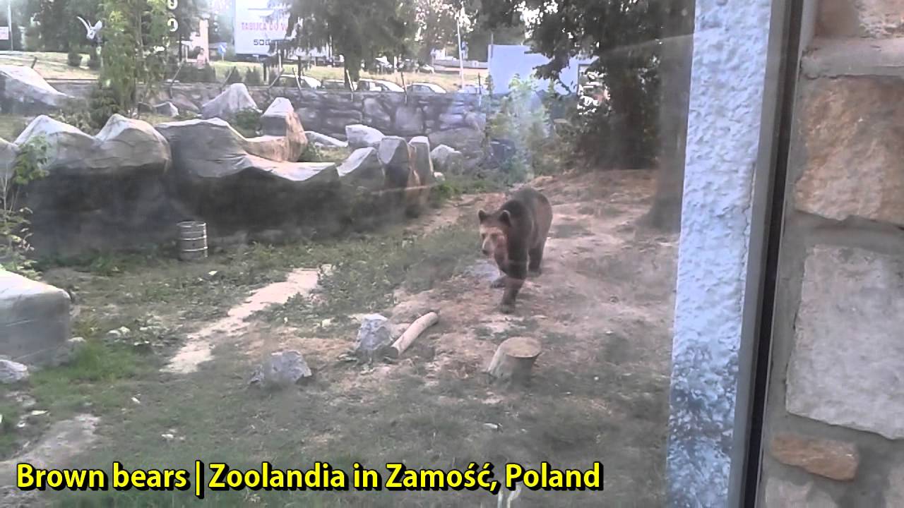 Brown Bears | Zoolandia in Zamość, Poland