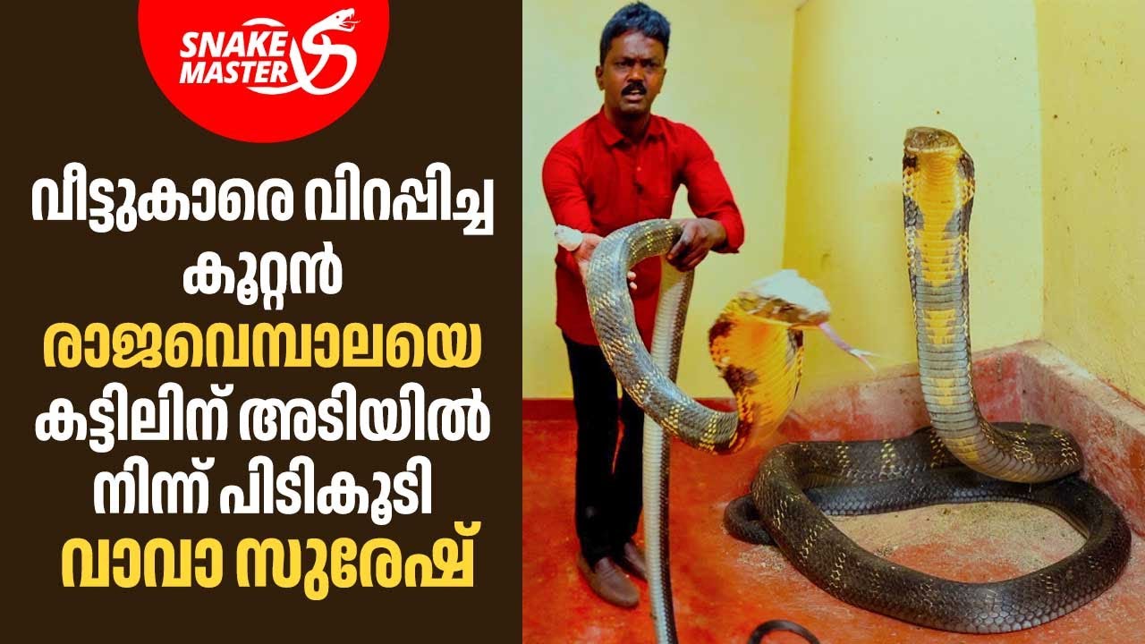 വീട്ടുകാരെ വിറപ്പിച്ച കൂറ്റൻ രാജവെമ്പാലയെ കട്ടിലിന് അടിയിൽ നിന്ന് പിടികൂടി വാവാ | Snakemaster EP1058