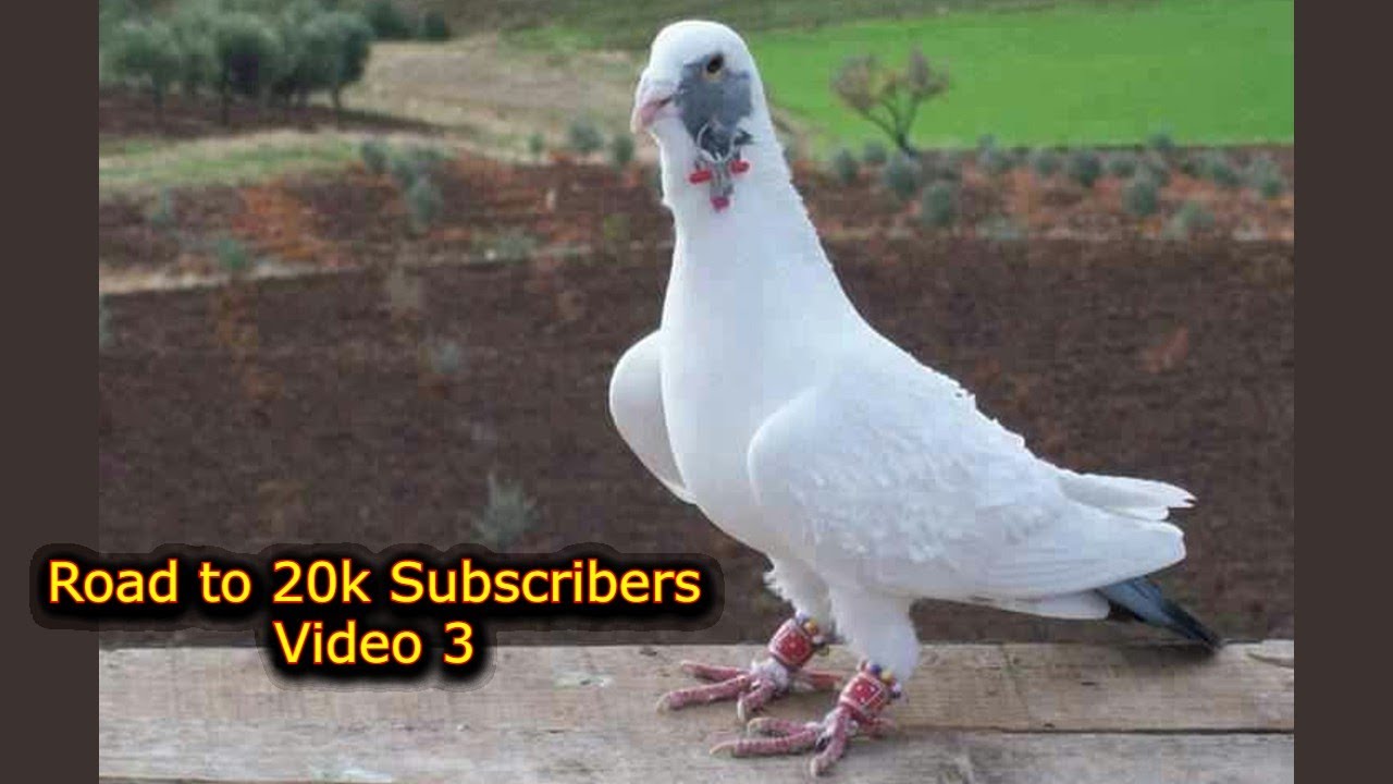 Road to 20k Subscribers Video 3 الطريق الى عشرين الف مشترك لايك و اشتراك بالقناة مزاد طيور حمام كش