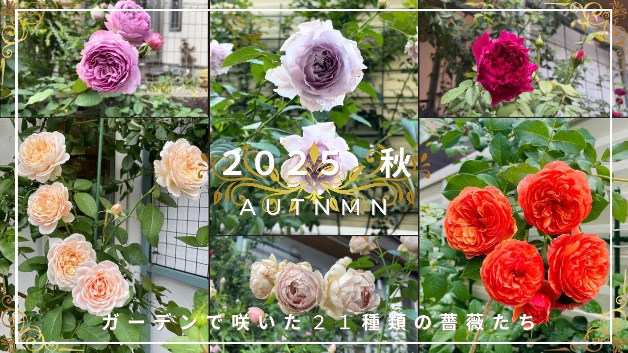 【2025年秋】ガーデンで咲いた21種類の薔薇たちをご紹介します