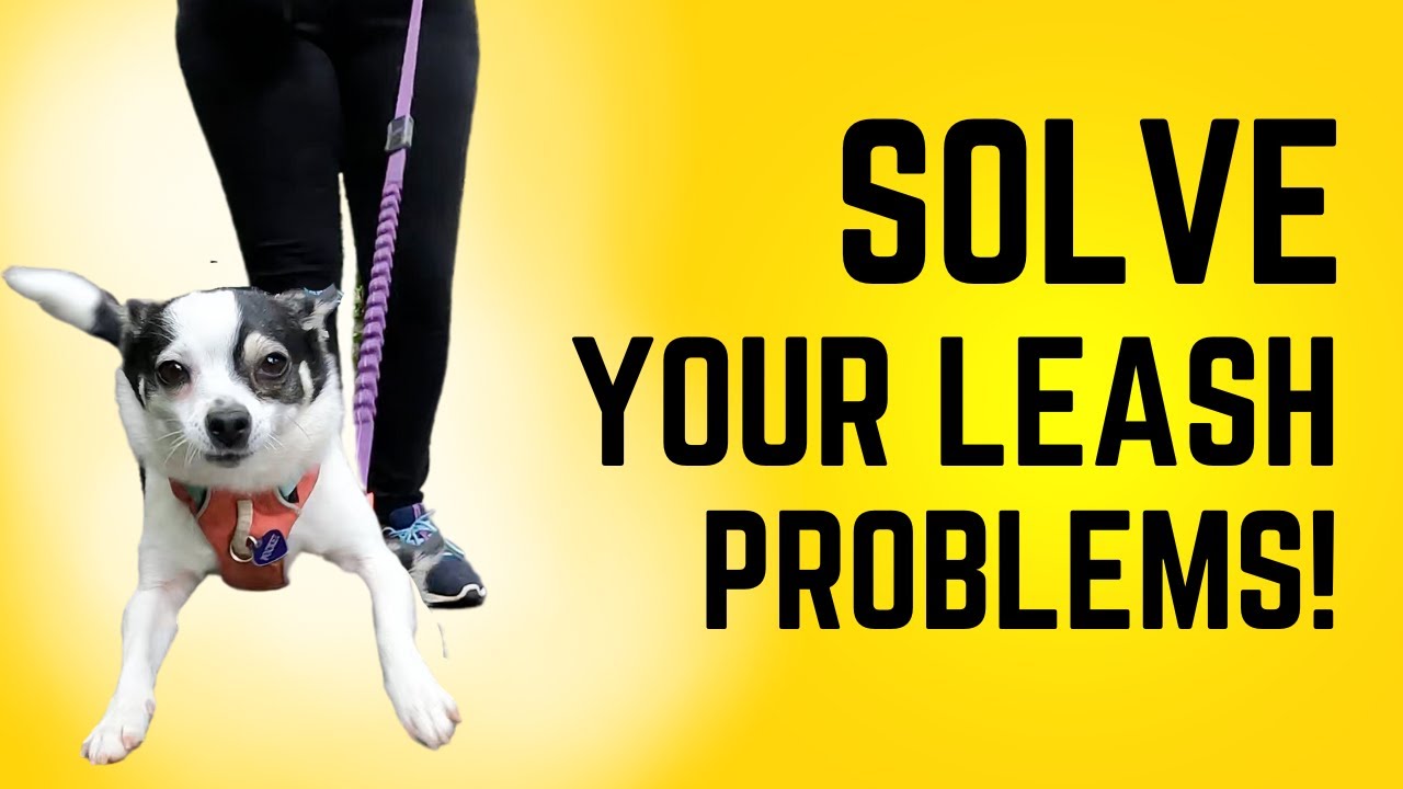 Solutions for Leash Training Frustration
