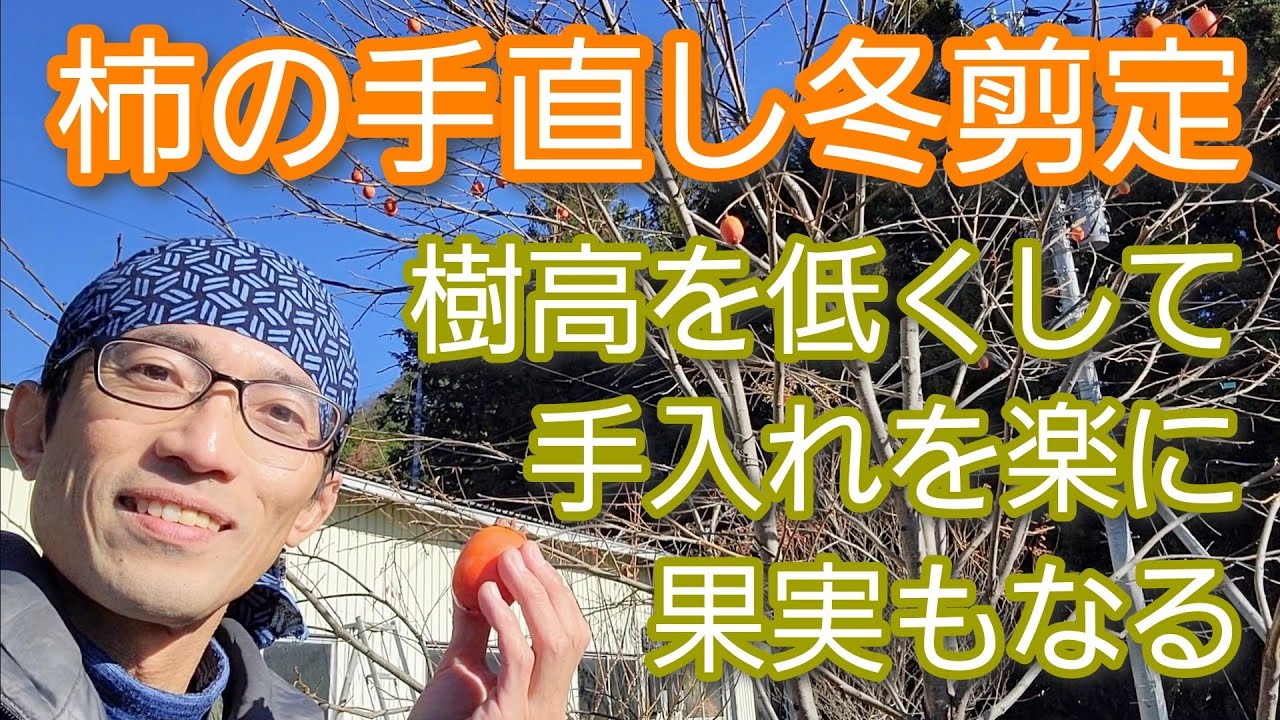 【カキ(柿の木)の剪定】低く小さく収穫しやすく維持するための仕立て直し(2022年12月)🌳🙆※翌年の様子は概要欄より