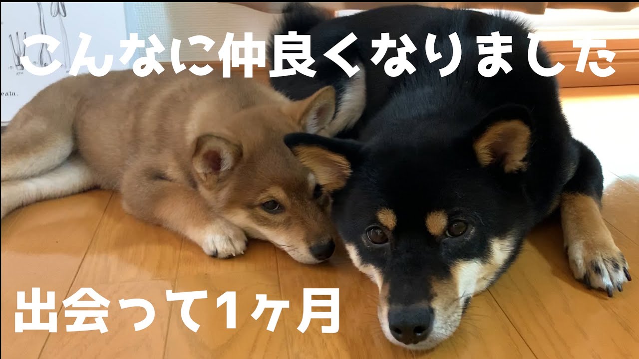 柴犬子犬と先住犬が仲良くなるまでの成長記録VLOG