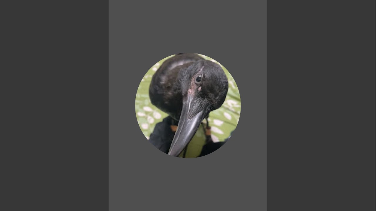 CROWさんと愉快な鳥たち がライブ配信中！