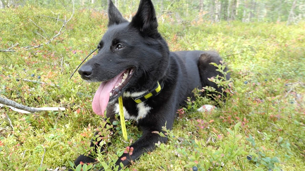 Mirkun matkassa / Mets&auml;styst&auml; ven&auml;l&auml;is-eurooppalaisen laikan kanssa