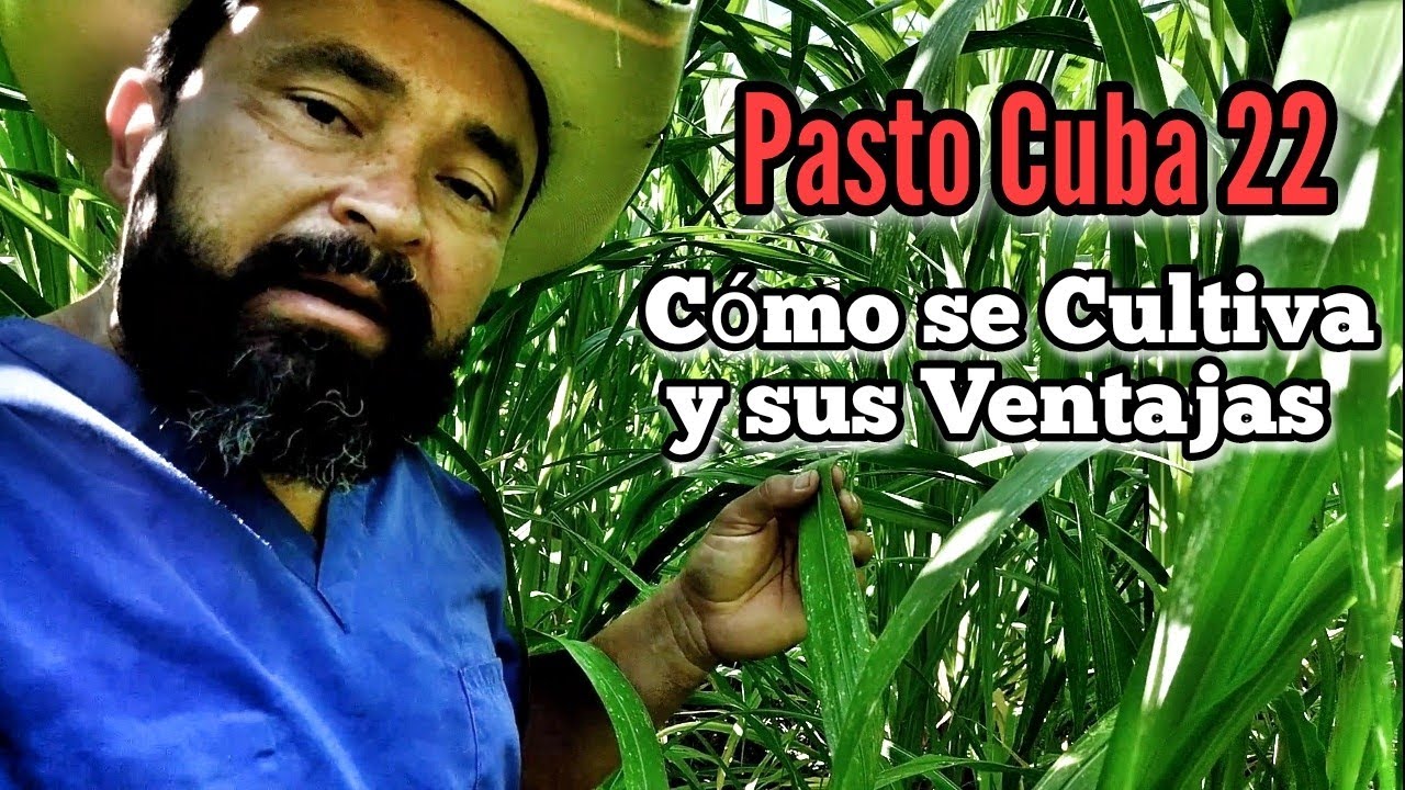Pasto Cuba 22 cómo cultivarlo y sus Ventajas.