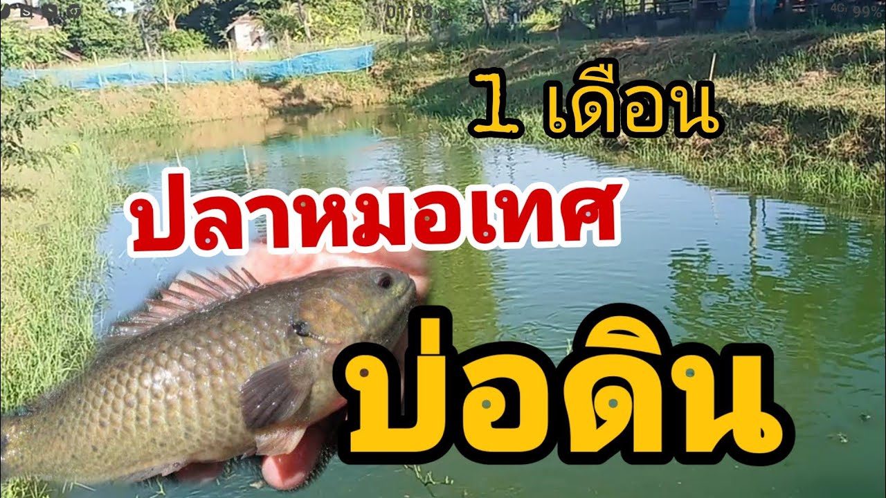 เลี้ยงปลาหมอเทศ ในน้ำเขียว โตไว ขายดี ไม่มีกลิ่นคาว ?? EP.66
