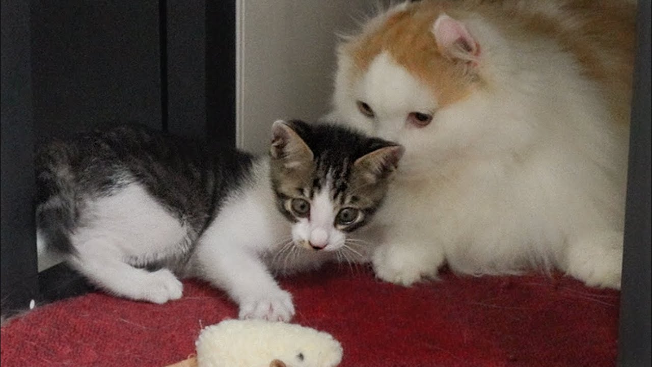 The Rescued Kitten Made a Big Mistake in front of the Big Cat
