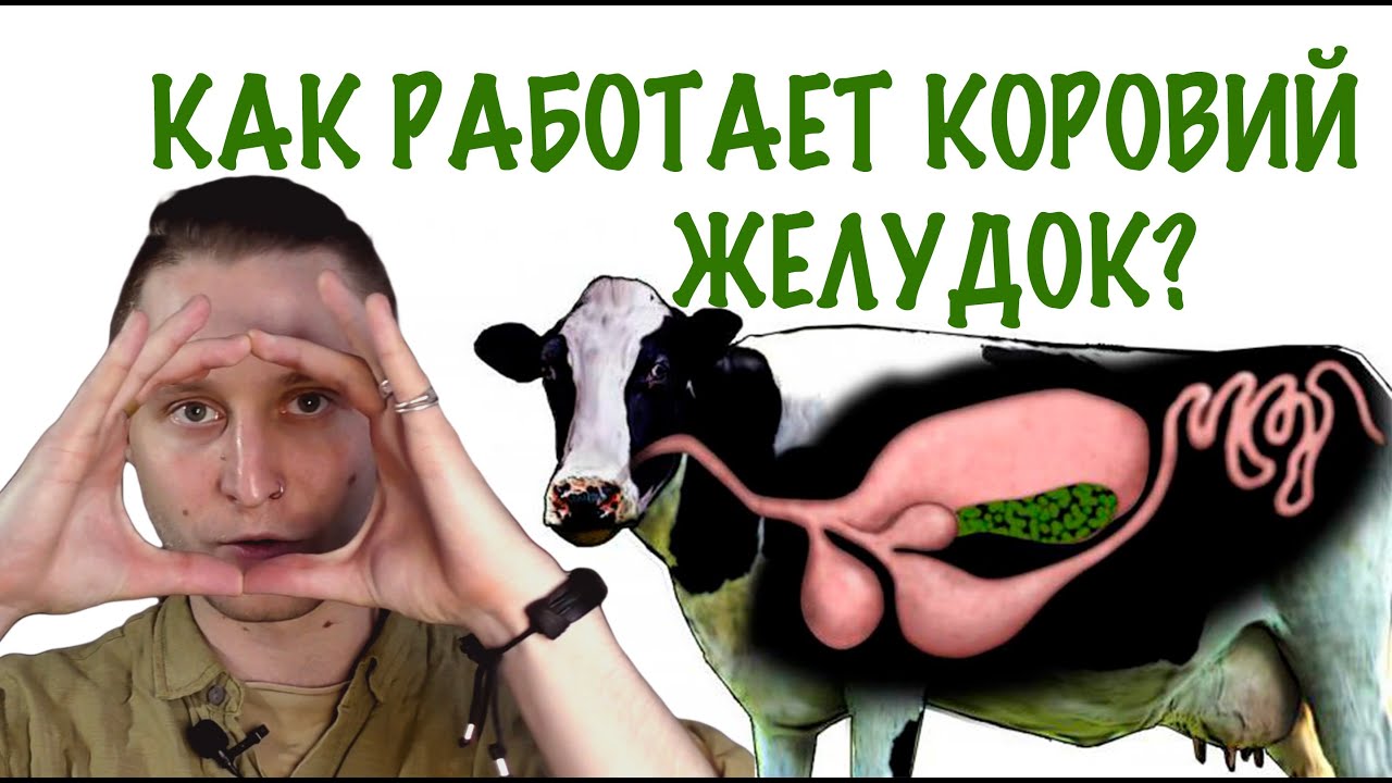 Как устроен ЖЕЛУДОК коровы и зачем в нём делают ФИСТУЛУ?