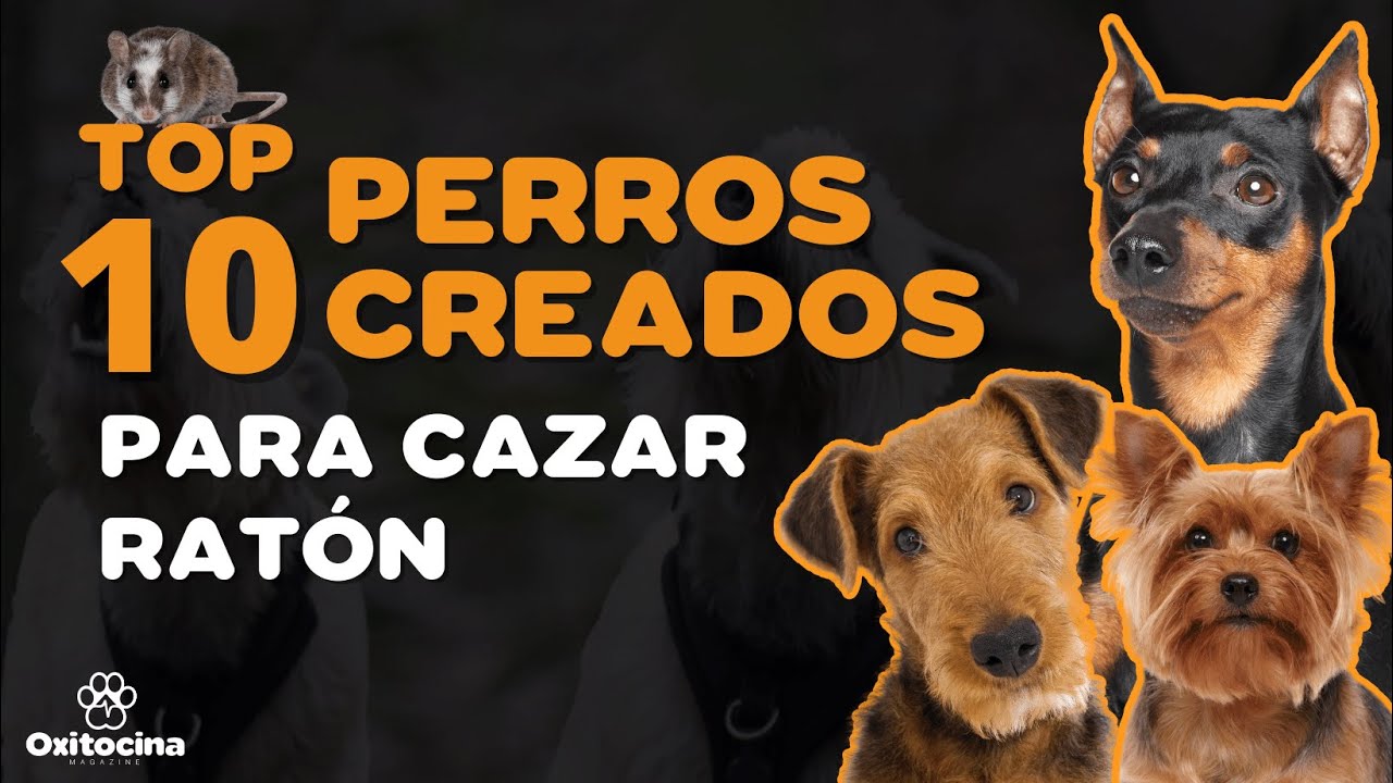 TOP 10 PERROS QUE CAZAN RATONES