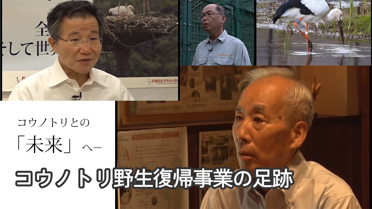 コウノトリ野生復帰事業の足跡