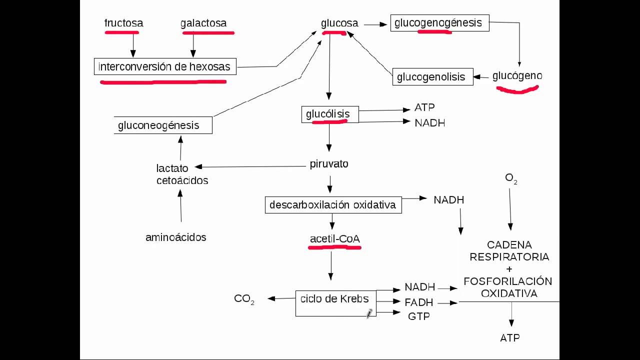metabolismo glucidos