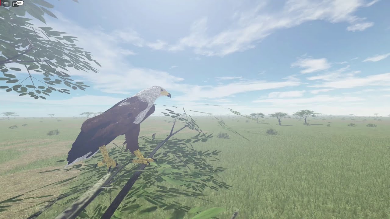 New African Fish Eagle mechanics! - Testing A - EP01