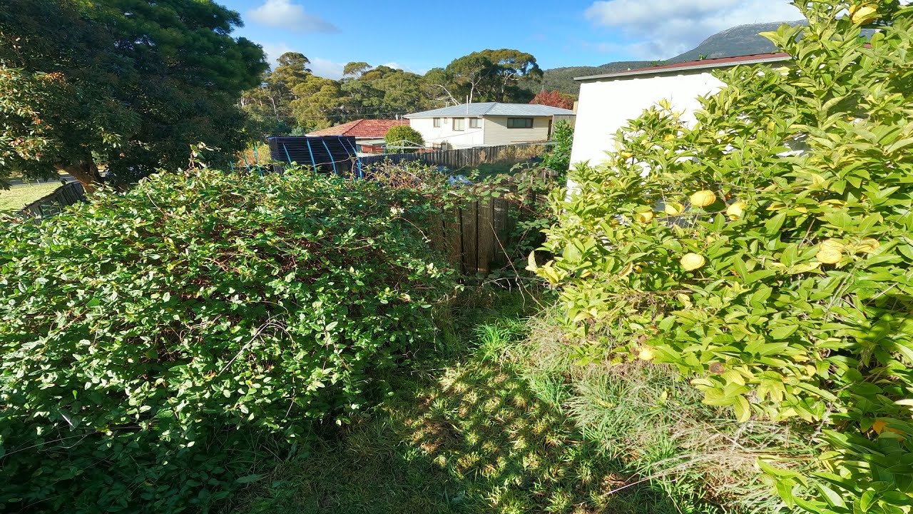 This Garden Shed was Being Smothered by a Lemon Tree | Overgrown Yard Makeover