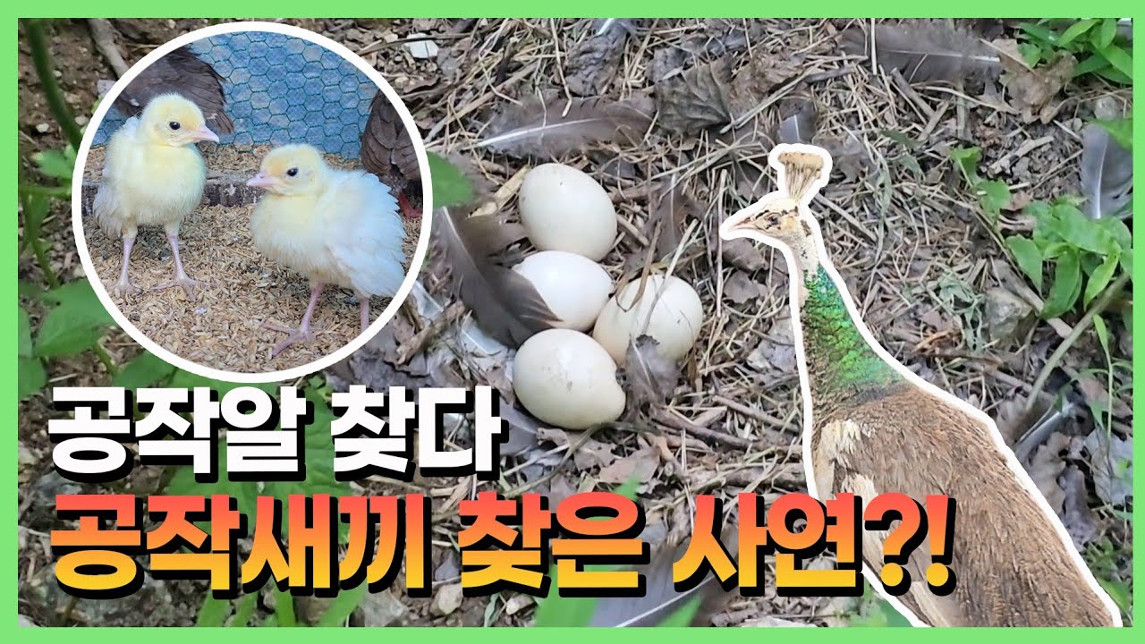 [최초공개] 야생(?) 공작 둥지를 찾았습니다?!
