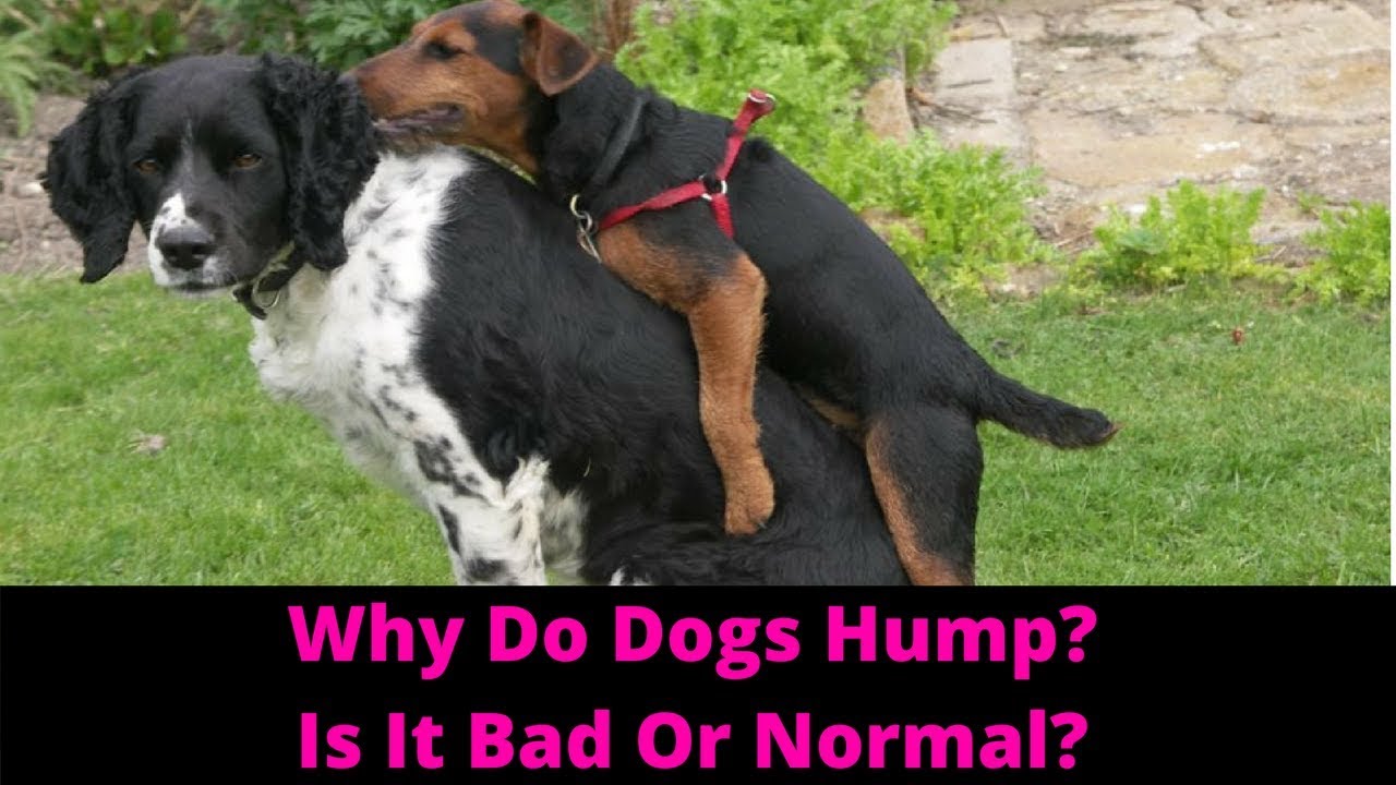 Why Do Dogs Hump? How To Stop Your Dog From Humping.